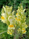 AntirrhÃ­num plant, yellow flowers