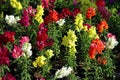 Antirrhinum Royalty Free Stock Photo