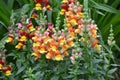 Antirrhinum blooms in the garden