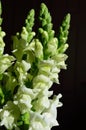 White Snapdragon bouquet