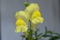 Antirrhinum is a genus of plants commonly known as dragon flowers or snapdragons because of the flowers` fancied resemblance to