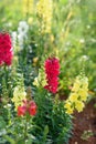 Antirrhinum is a genus of plants commonly known as dragon flowers or snapdragons.