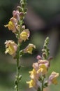 Antirrhinum majus bright colorful flowering plant, group of snapdragon flowers in bloom