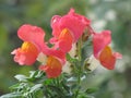 Antirrhinum majus Royalty Free Stock Photo