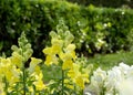 Antirrhinum majus or common snapdragon bright yellow flowering plant in the garden Royalty Free Stock Photo