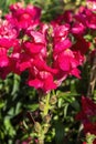 Antirrhinum majus `Ruby`