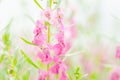 Antirrhinum majus or Snapdragons or Dragon flowers