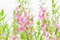 Antirrhinum majus or Snapdragons or Dragon flowers