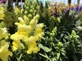 Antirrhinum Majus Sonnet Yellow 5190 Royalty Free Stock Photo