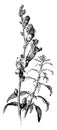 Antirrhinum Majus vintage illustration