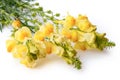 Antirrhinum majus yellow flower isolated on white background Royalty Free Stock Photo