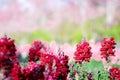 Antirrhinum red flower on the garden