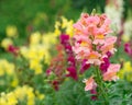 Antirrhinum or snapdragon