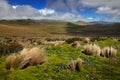 Antisana volcano in Ecuador, South America. Volcano with ice and snow, sunny day with blue sky and white clouds. Landscape in