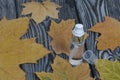 Antiseptic and dried maple leaves. On pine planks painted black and white