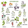 Antispasmodic herbs. Hand drawn set of medicinal plants Royalty Free Stock Photo