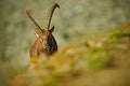 Antler Alpine Ibex, Capra ibex, Hidden portrait of wild animal with coloured rocks in background, animal in the nature habitat, I Royalty Free Stock Photo