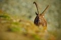 Antler Alpine Ibex, Capra ibex, Hidden portrait of wild animal with coloured rocks in background, animal in the nature habitat, I Royalty Free Stock Photo