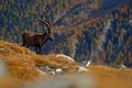 Antler Alpine Ibex, Capra ibex ibex, animal in the nature habitat, with autumn orange larch tree and rocks in background, National