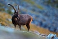 Antler Alpine Ibex, Capra ibex ibex, with grey rocks in background, National Park Gran Paradiso, Italy Royalty Free Stock Photo