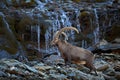 Antler Alpine Ibex, Capra ibex ibex, with mountain waterfall and rocks and water in background, National Park Gran Paradiso, Italy Royalty Free Stock Photo