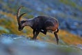 Antler Alpine Ibex, Capra ibex, scratching animal with coloured rocks in background, animal in the nature habitat, France Royalty Free Stock Photo