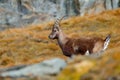 Antler Alpine Ibex, Capra ibex, scratching animal with coloured rocks in background, animal in the nature habitat, France. Royalty Free Stock Photo