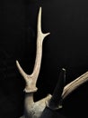 Antler Royalty Free Stock Photo