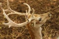 Antler deer