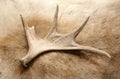 Antler deer horn