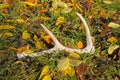 Antler in the fallen leaves