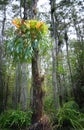 Antler fern in cypress