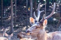 Antler of mule deer buck Odocoileus hemionus Royalty Free Stock Photo