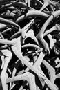 Antler Pile in Black & White Royalty Free Stock Photo