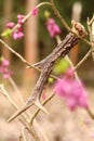 Antler from roe deer on daphne mezereum in blossom Royalty Free Stock Photo