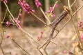 Antler from roe deer on daphne mezereum in blossom Royalty Free Stock Photo