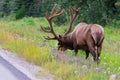 Antlered bull elk during rutting season, grazing in the wildgrass and wildflowers. Banff National Park Alberta Canada Royalty Free Stock Photo