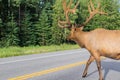 Antlered bull elk during rutting season, grazing in the wildgrass and wildflowers. Banff National Park Alberta Canada