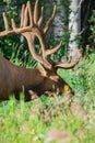 Antlered bull elk during rutting season, grazing in the wildgrass and wildflowers. Banff National Park Alberta Canada