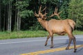 Antlered bull elk during rutting season, grazing in the wildgrass and wildflowers. Banff National Park Alberta Canada Royalty Free Stock Photo