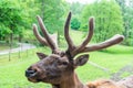 Antlered head of elk wapiti deer natural background Royalty Free Stock Photo