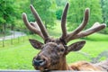 Antlered head of reindeer deer natural background