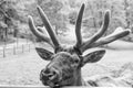 Antlered head of reindeer deer natural background