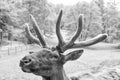 Antlered head of true deer natural background