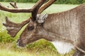 Antlered Royalty Free Stock Photo