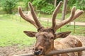 Antlered male deer species natural background