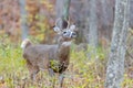 Antlered White-tailed buck Odocoileus virginianus during rut in the forest looking up in a tree during autumn. Royalty Free Stock Photo