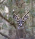 Antlered White Tailed Deer staring at the  camera. Royalty Free Stock Photo