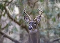 Antlered White Tailed Deer staring at the  camera. Royalty Free Stock Photo