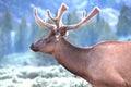 Antlered White Tailed Deer in velvet staring at the  camera. Royalty Free Stock Photo